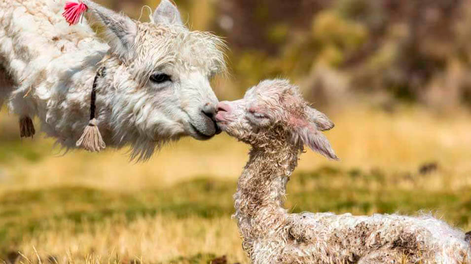 alpacas peruanas