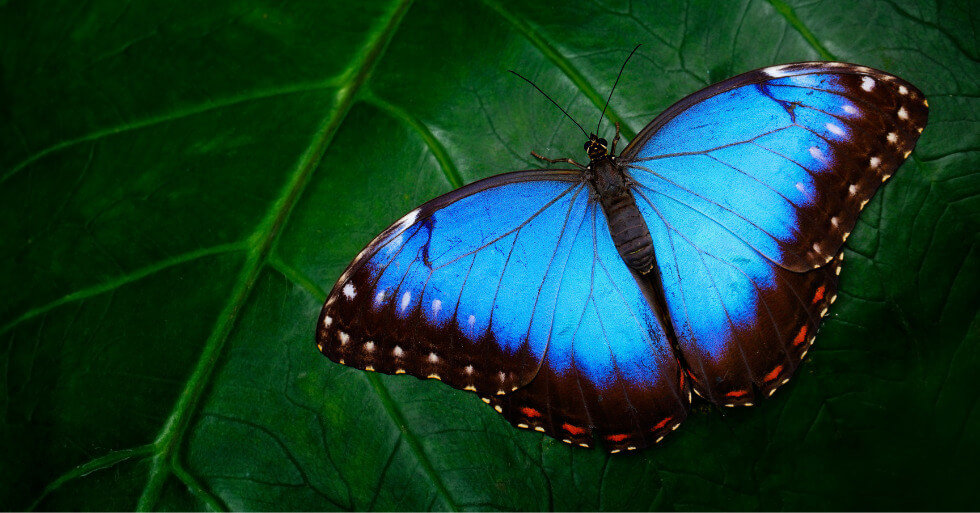 Mariposario en Machu Picchu