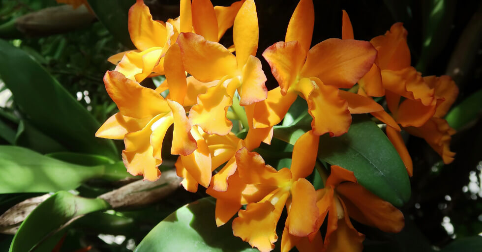 Jardin de orquídeas en Machu Picchu