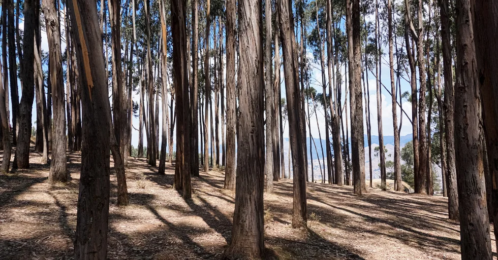 Bosque-Eucaliptos